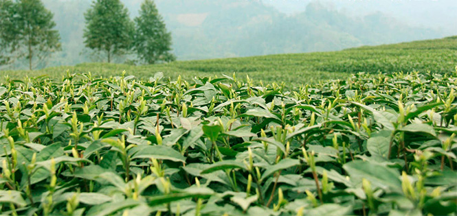 Чайная плантация